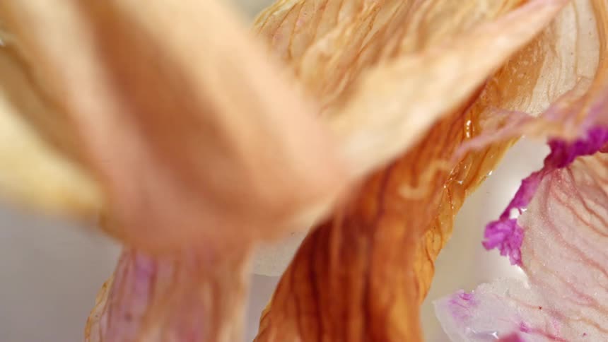 Dried petals show beige and purple tones in macro