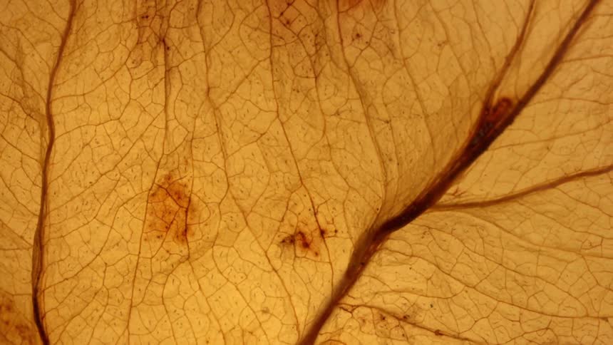 The detailed cellular structure and intricate network of veins of a desiccated translucent brown leaf brightly illuminated from behind