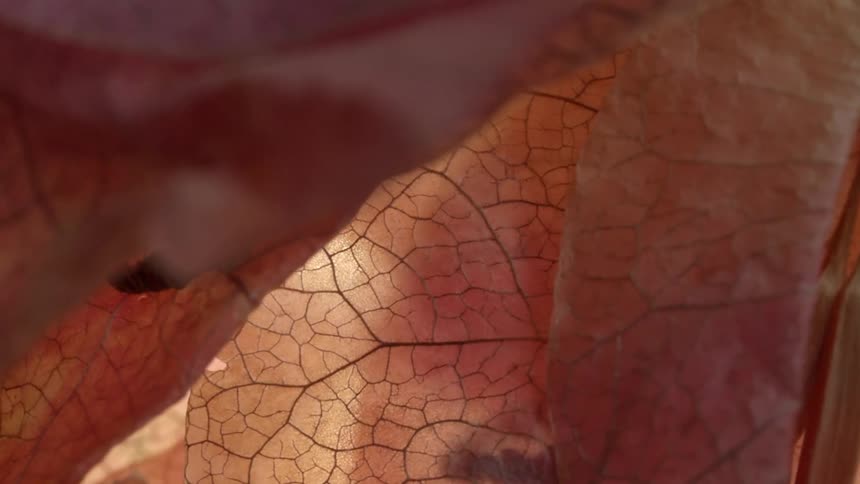 A close up of some lines in a red leaf