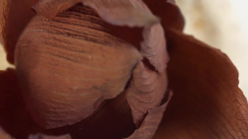 A close up of some dried leaves and flowers