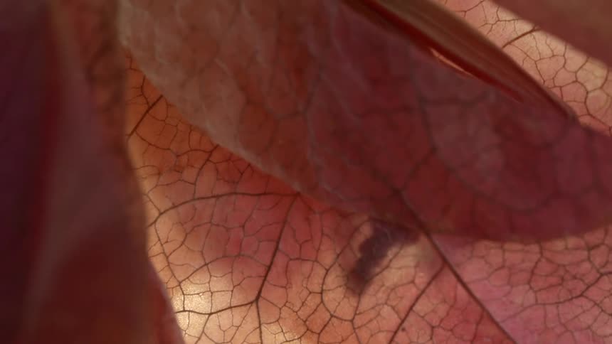 Dry leaf in closeup showing illuminated veins
