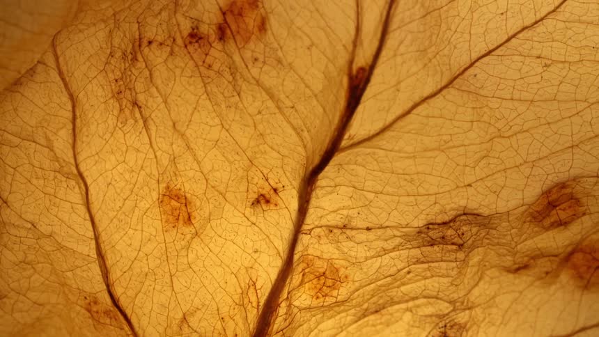 A closeup of a leaf reveals midrib and numerous small veins