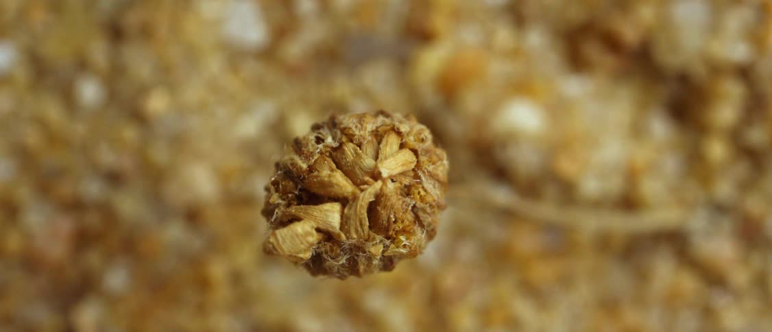 Closeup of a small dried flower bud against a blurred background