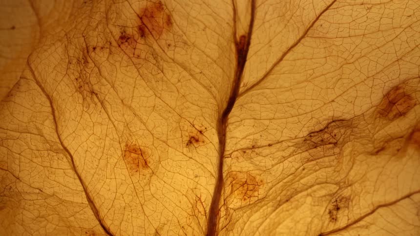 Dry leaf lit in closeup showing veins and dark spots