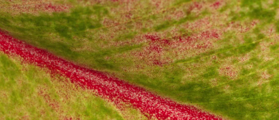 The surface of a vibrant healthy plant leaf dominated by a striking pattern of pinkred and various shades of green coloration with subtle parallel veins