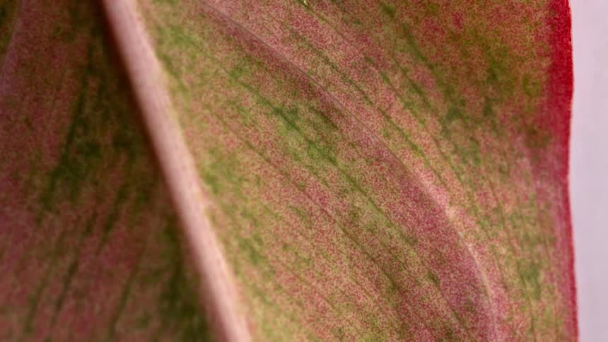 Closeup macro shot fills the frame with the textured surface of a plant leaf displaying a striking pattern of pinkred and deep olive green coloration following the subtle parallel veins