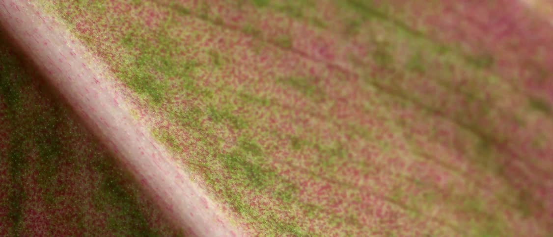 Leaf in closeup showing a pink surface with green speckling