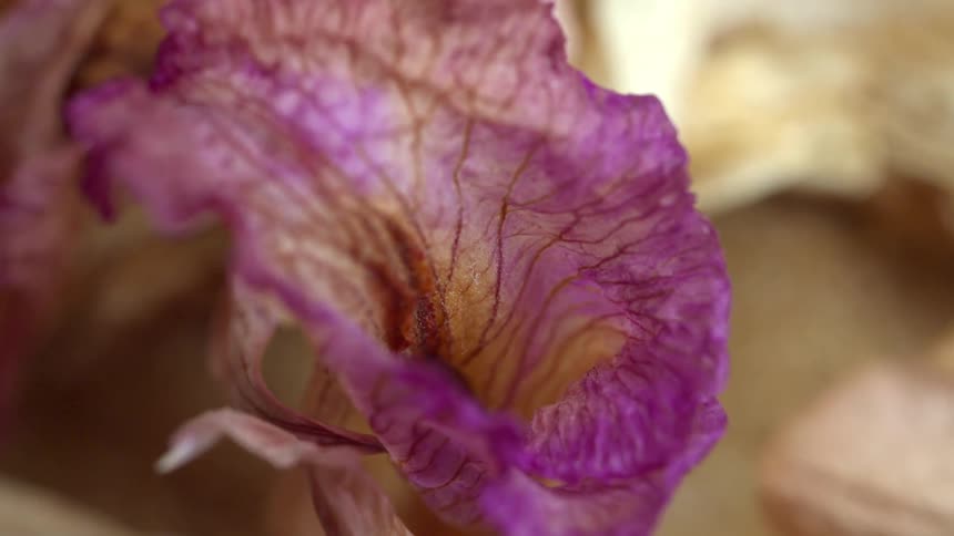 Dried petals in shades of purple and beige in closeup