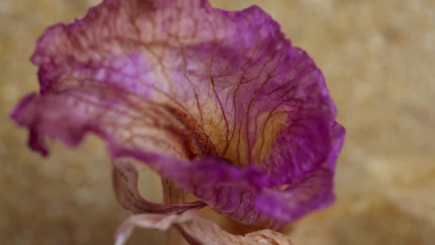 Closeup of a dried purple iris