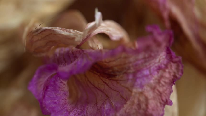 Dried flower in closeup showing purple petals with visible veins