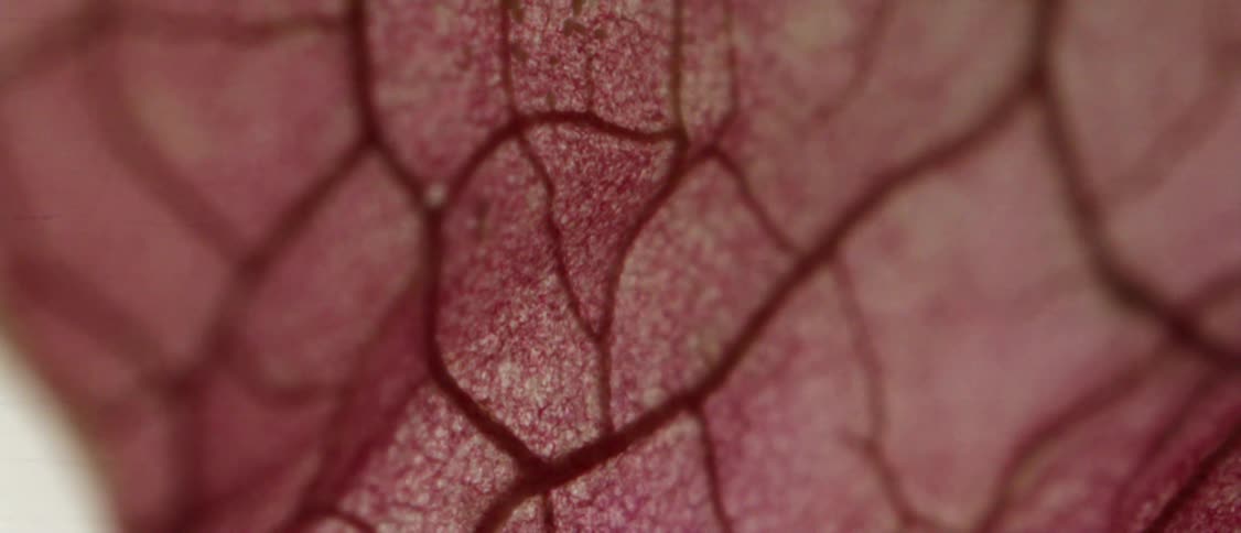A brown leaf in closeup shows patterns and lines across its surface