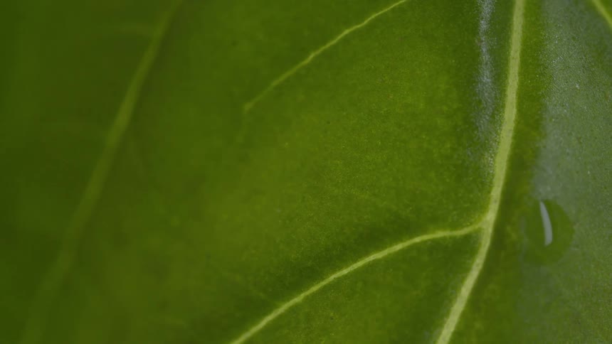 This is an extremely closeup static shot of a dark green leaf showcasing its texture and prominent central and secondary veins a single small water droplet is visible resting on the leafs surface near the right side of the frame
