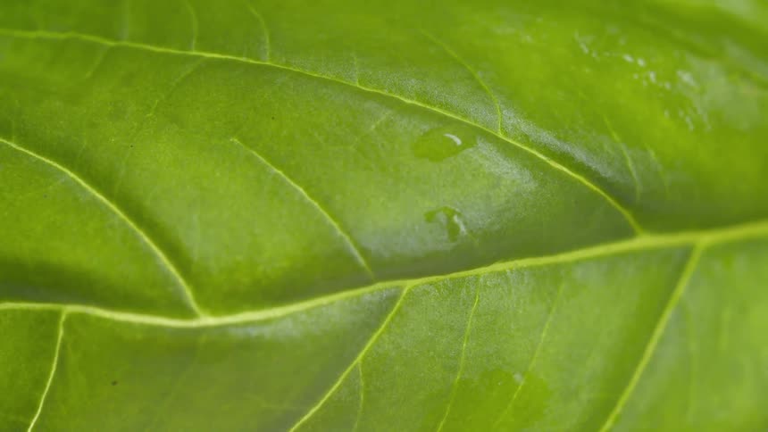 A close up of some leaves