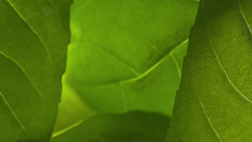 Overlapping green leaves in closeup showing thin veins