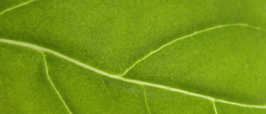 Close up view of the veins and texture of a green leaf