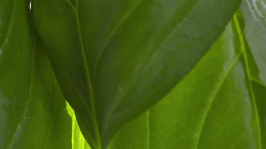 A plant with large green leaves grows in the wild at midday