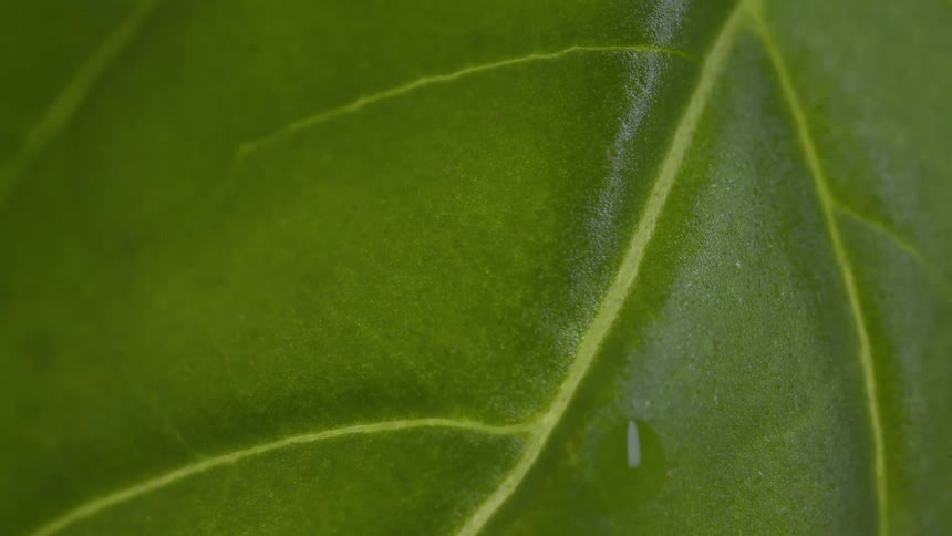 A green plant with patterned leaves outdoors at midday