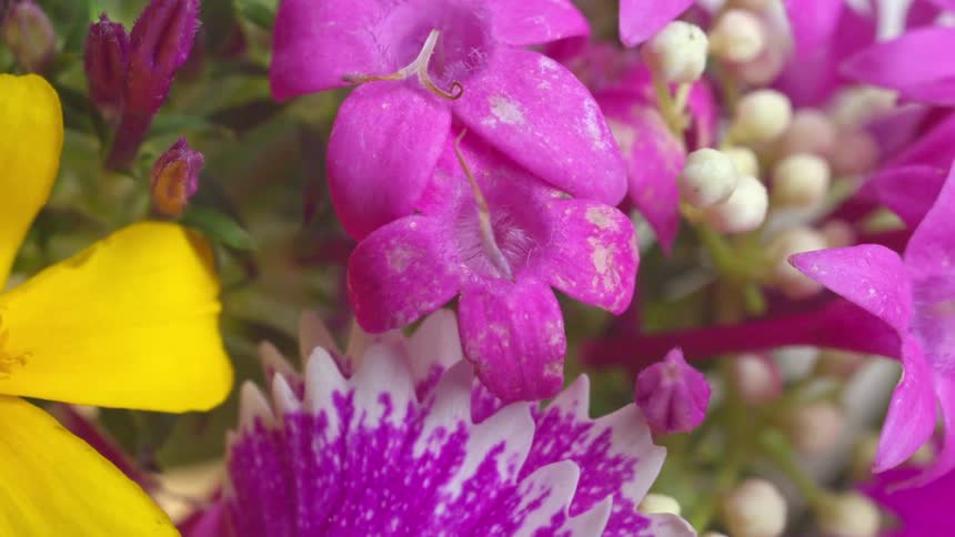 Colorful flowers in closeup showing pink yellow and white petal details