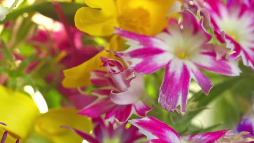 Flowers in closeup showing pinkandwhite petals next to yellow flowers