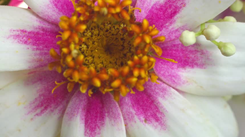 A closeup shot features a vibrant arrangement of flowers dominated by a fourpetaled bright yellow flower with a distinct feathery yellow centerthe arrangement also includes white flower buds on thin stems broad green leaves hints of white petals
