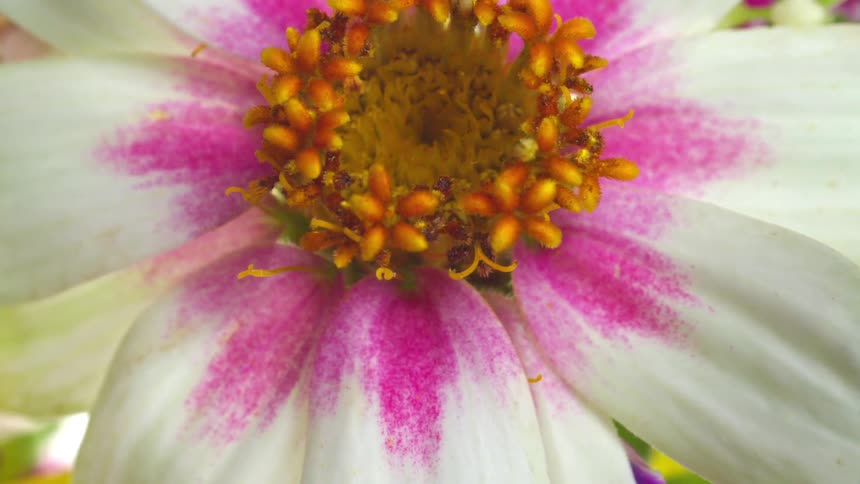 A close up of a flower