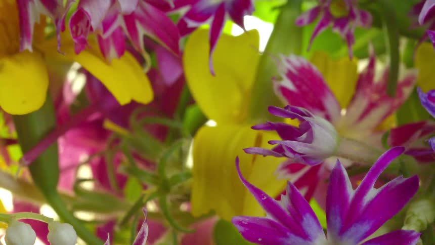 Colorful flowers in closeup showing purple pink and yellow petals