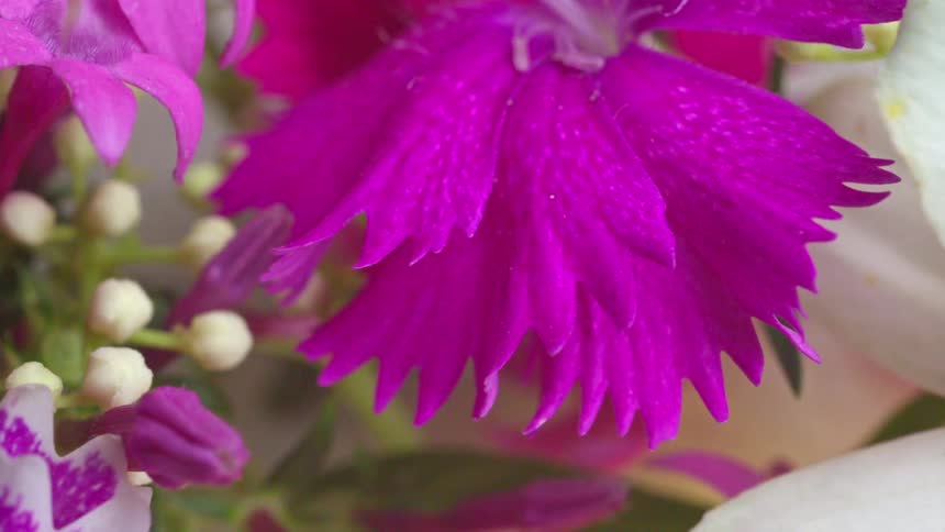 Flower in closeup showing serrated magenta petals and light stamens
