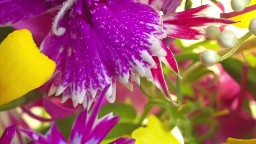 An extreme closeup shot of a bouquet of brightly colored flowers predominantly featuring fringed purple and white petals alongside solid yellow petals and small round white buds