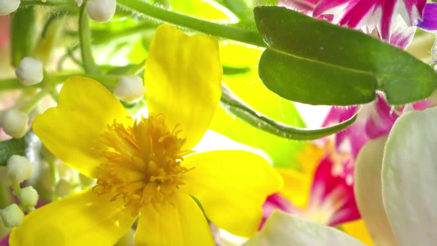 A closeup shot features a vibrant arrangement of flowers primarily a bright yellow flower with a distinct shaggy centerthe surrounding elements include white buds on delicate stems broad green leaves a white petal on the right and hints of magent