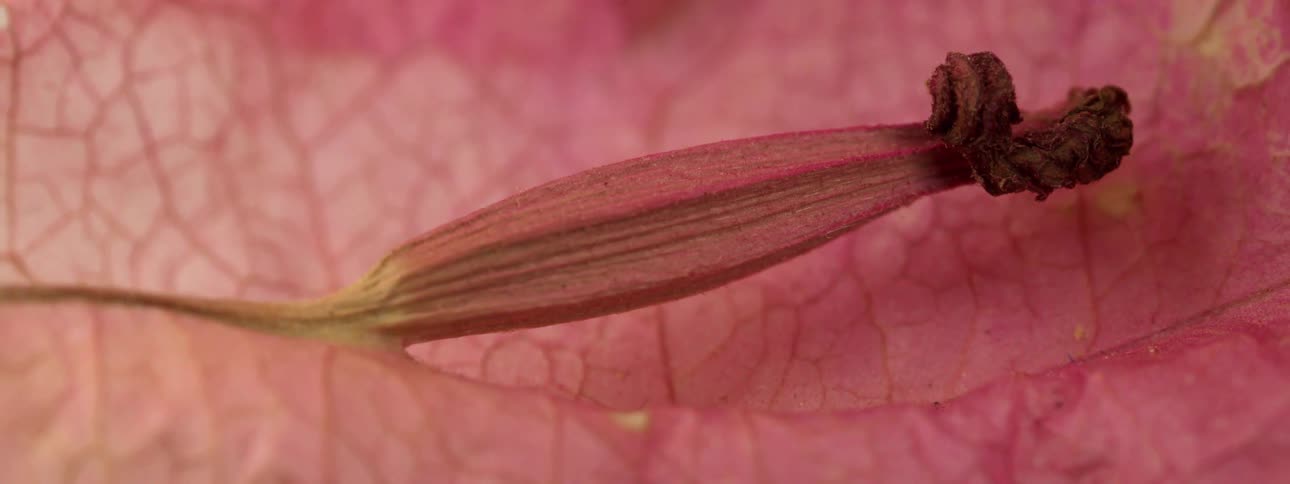 A pink flower has numerous veins on its petal and a slender stigma