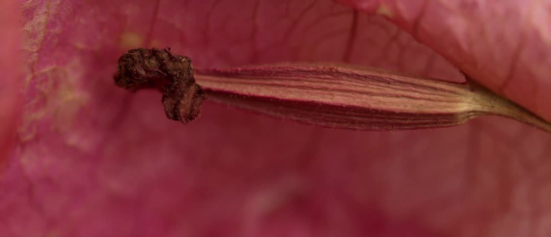 Dried stamen in closeup showing dark texture over pink petals