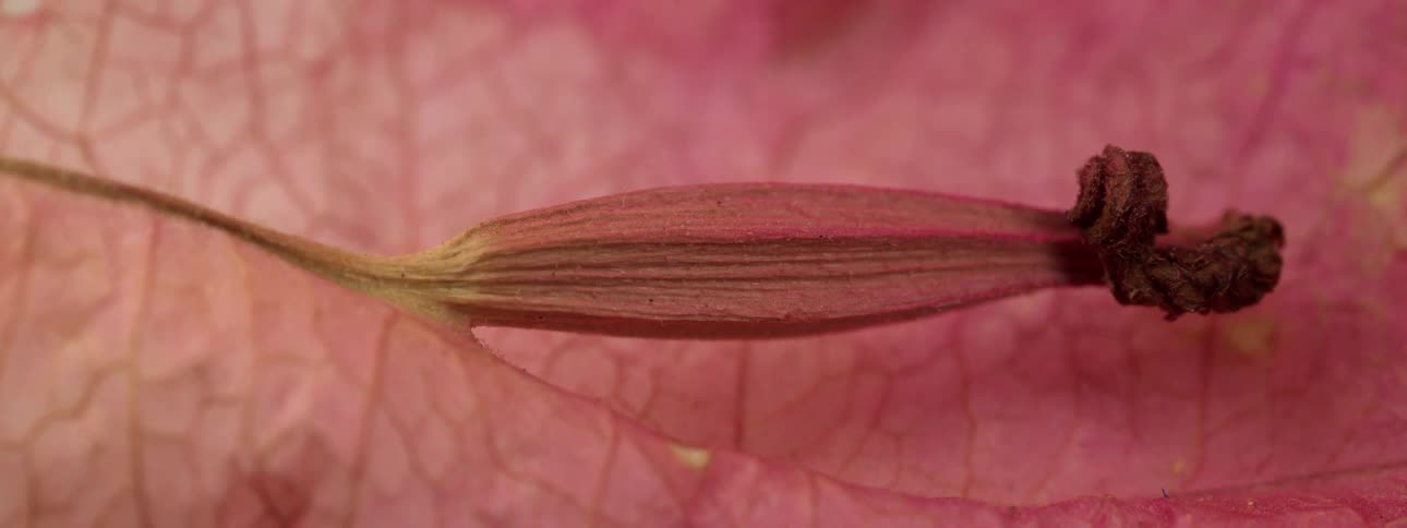 This is an extreme macro shot of what appears to be a small elongated dried floral structure possibly a seed pod or part of a flower the dominant color is a soft pinkred and the background shows a highly textured delicate tissue with a network of f