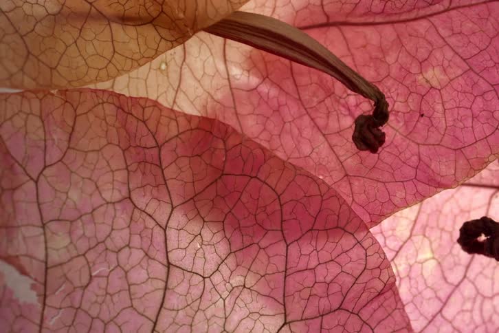 A close up of a red leaf