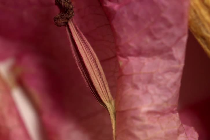 Dried stamen in closeup over wrinkled pink petals