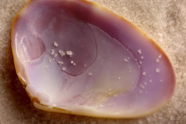 Open shell in closeup showing a lilac interior with grains of sand