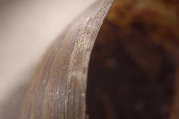 Shell in closeup showing a curved brown edge with worn texture