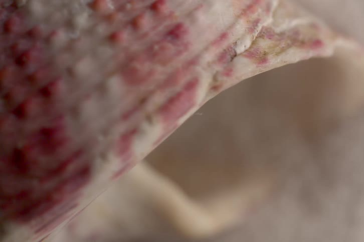 A close up of a flower