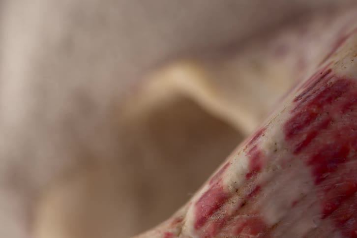 Shell in closeup showing a cream edge with reddish stripes