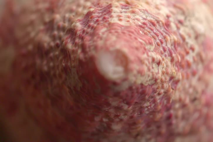 Shell in closeup showing a rough surface in pink and beige tones