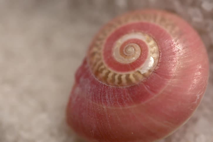 Spiral shell in closeup showing pink tones on light sand