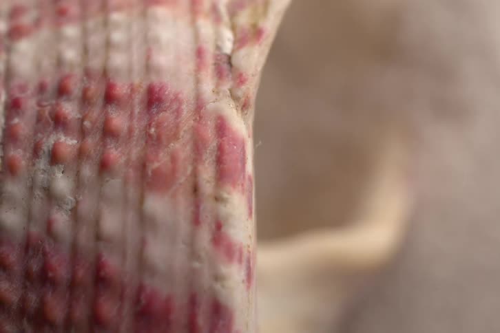 A close up of some pink and white flowers