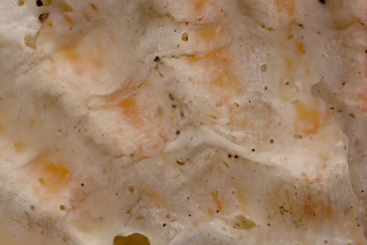 Orange bits fill the creamy surface of a dessert
