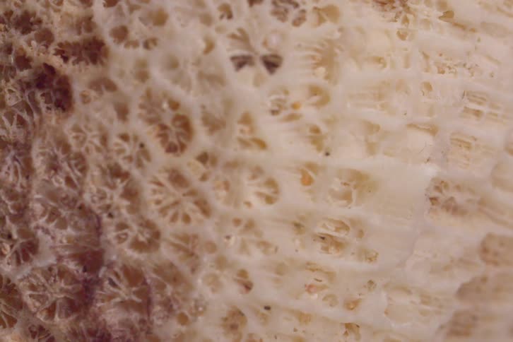 A close up of some white spikey shapes