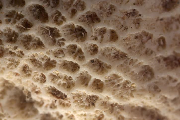 Organic surface shows an irregular texture with porous patterns in beige and brown tones