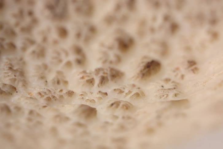 Porous surface of a fungus appears in closeup with cavity details