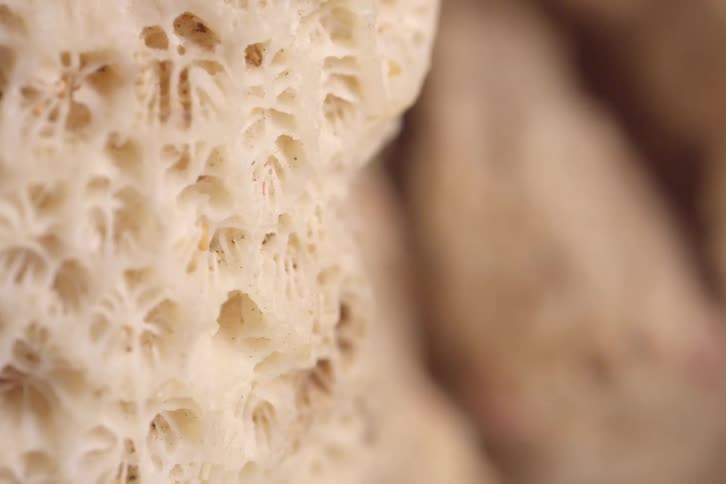 Piece of ivory colored dead sealife contains a delicate pattern