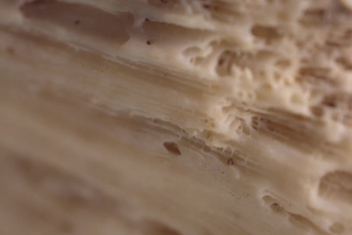 Shell in closeup showing a beige surface with grooves and cavities