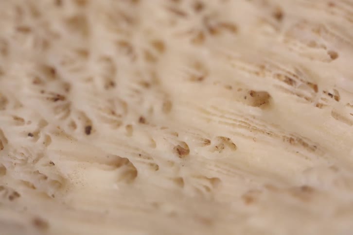 A close up of some white fractals