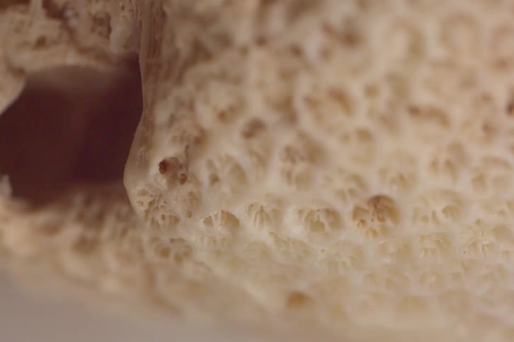 Textured coral object lying on a pale surface contains a larger hole