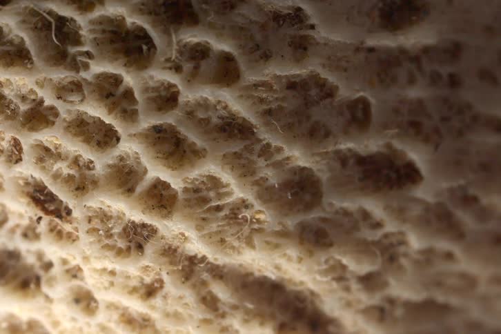 The video provides an extreme closeup view of a porous textured surface that appears organic possibly the underside of a fungus or a highly magnified natural material the surface features a creamy beigewhite matrix with a distinct honeycomblike pa